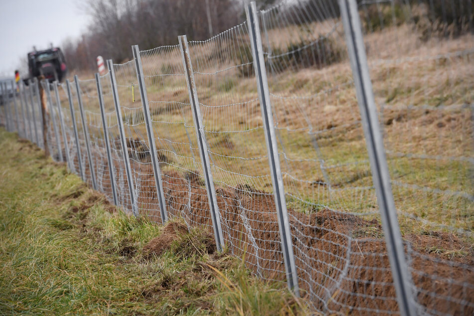 In Sachsen-Anhalt sollen spezielle Zäune zur Eindämmung der Schweinepest errichtet werden. (Symbolbild)