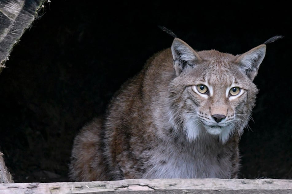 Eine Luchsin schaut aus einer Höhle. Die Tiere sind streng geschützt, wer ihnen Leid zufügt, begeht eine Straftat. (Symbolbild)