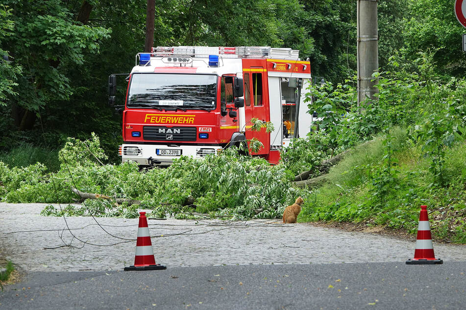 Die Feuerwehr rückte am Nachmittag aus und kümmerte sich um den umgekippten Baum.