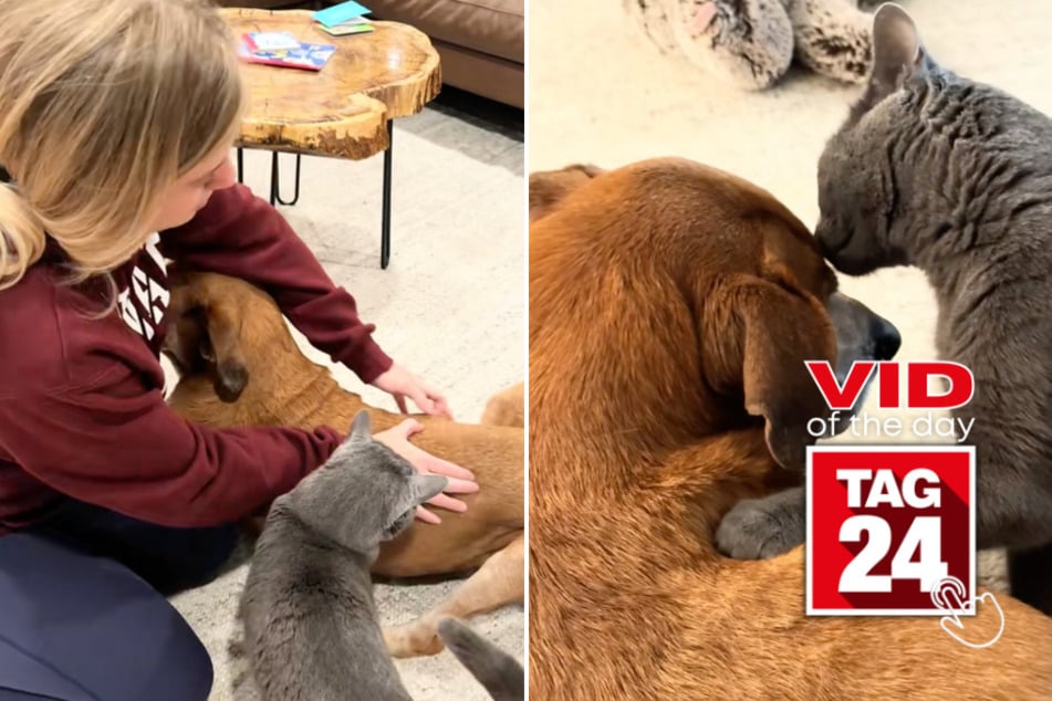 viral videos: Viral Video of the Day for November 12, 2025: Cat does the unthinkable for his senior dog brother!