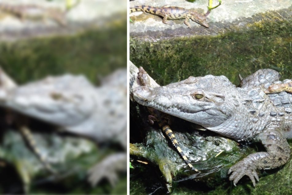 Kölner Zoo stärkt Artenschutz: Drei der weltweit bedrohtesten Krokodile zurück auf den Philippinen