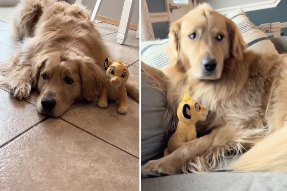 Golden Retriever klaut ständig Stofftiere von Kleinkind: Dann fällt es Frauchen wie Schuppen von den Augen
