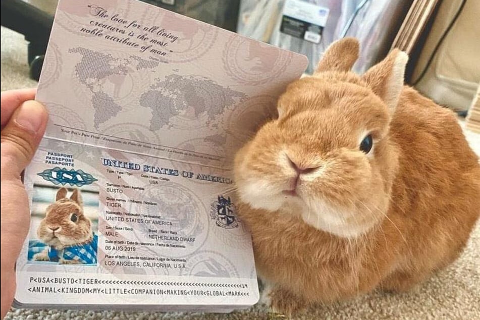 Tiger poses next to his bunny passport.