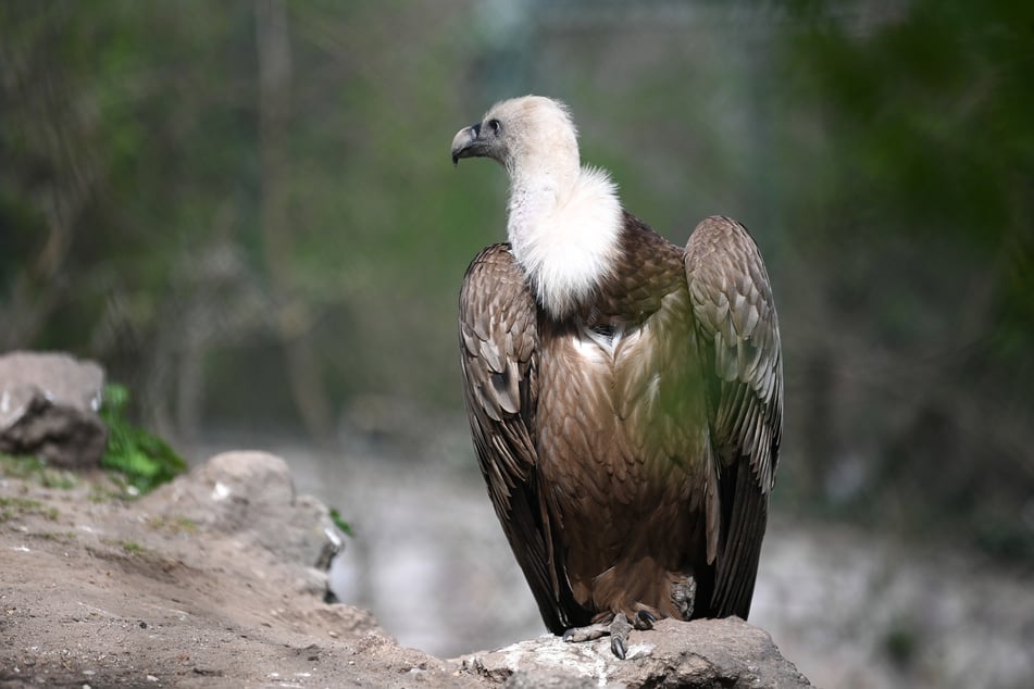Auch die Geier im Zoo Halle bekommen Frischfleisch.