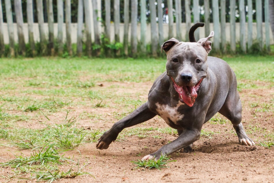Hund (†) wird von drei Pitbull-Mischlingen angegriffen: Plötzlich sticht deren Besitzer auf ihn ein!