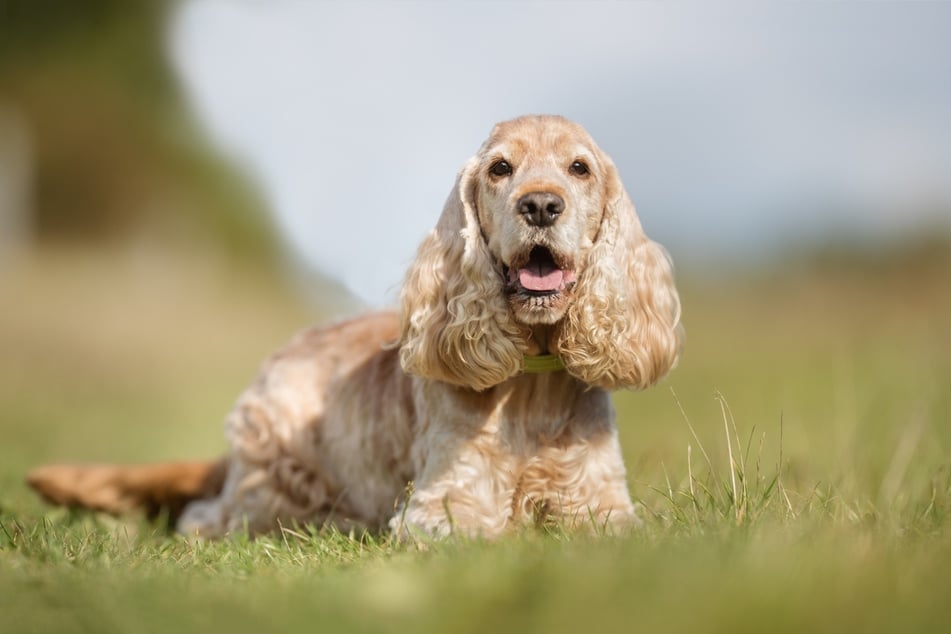 Der Cocker Spaniel gehört zu den Hunden mit besonders langen Ohren.