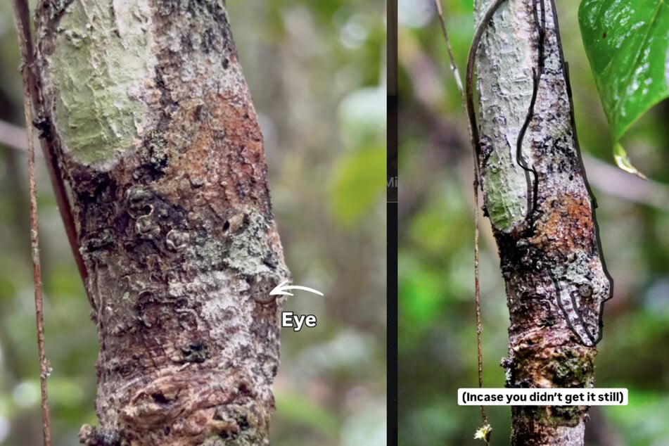 Trudno dostrzec, ale jest: gekon z ogonem przypominającym liść doskonale zamaskował się na pniu drzewa.