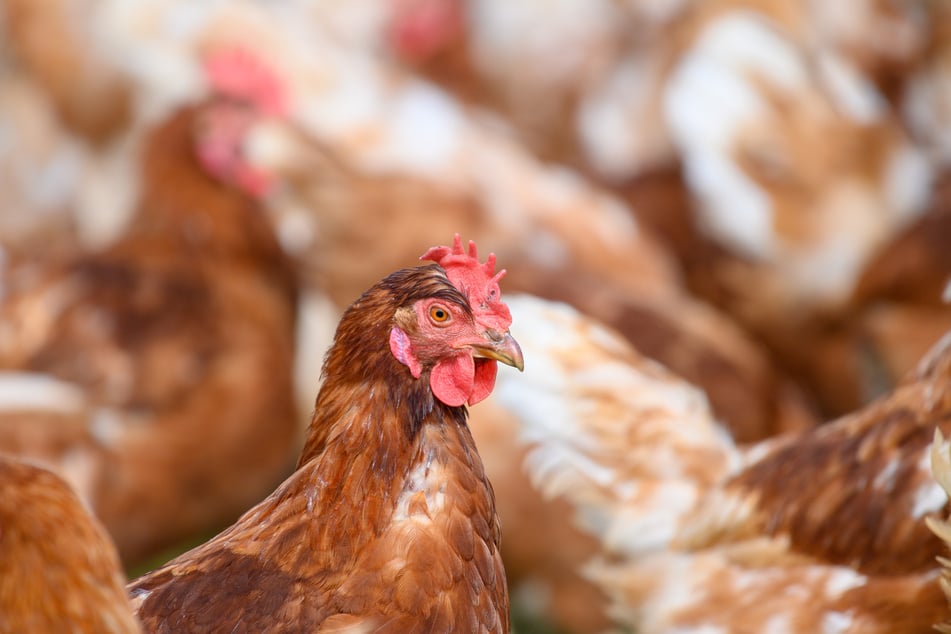 Im Kreis Düren gibt es einen Hinweis auf die hochansteckende Geflügelpest. (Symbolbild)