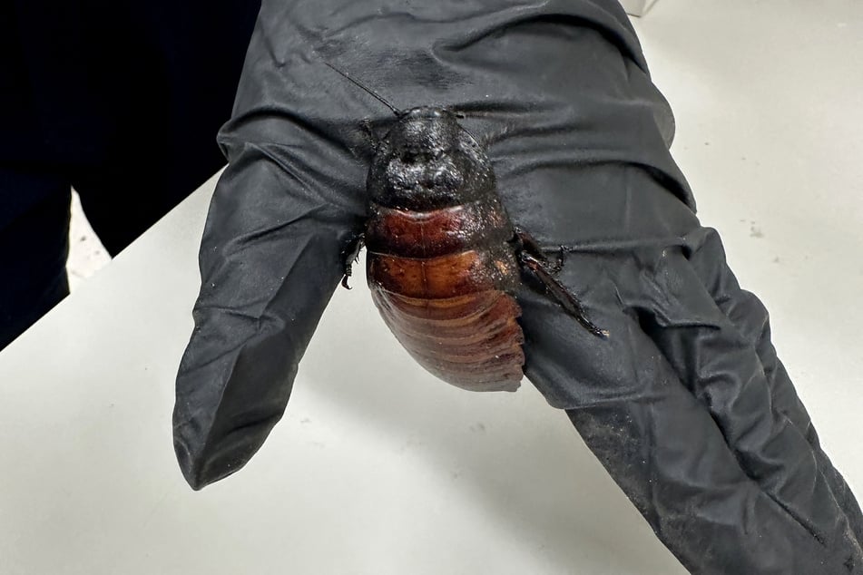 A Madagascar hissing cockroach seized in the bug-breeding bust.