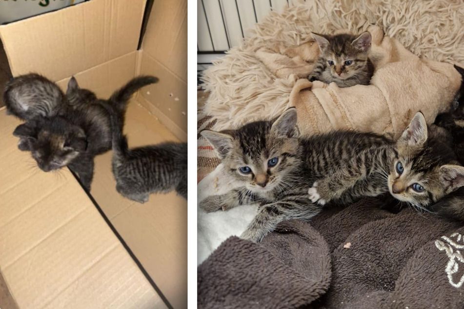 Im Tierheim Gardelegen kamen erst vergangene Woche wieder Katzenbabys an, die in einem Karton ausgesetzt wurden.