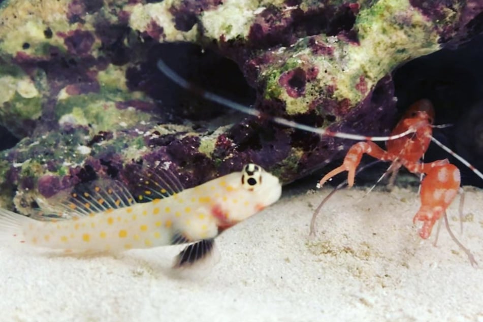 Pistolenkrebse leben oft symbiotisch mit anderen Fischen.