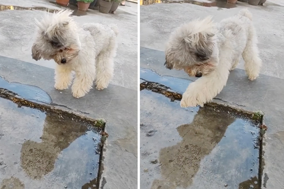 Toy poodle pup gives itself a case of the puddle scares in adorable video!