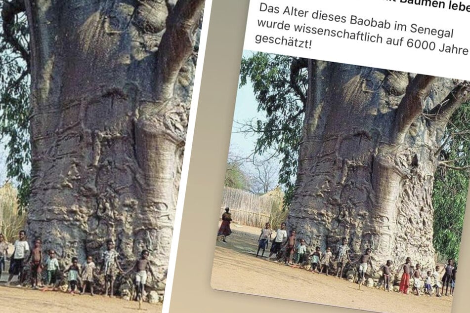 Das Bild des Baumes wurde im Netz geteilt und behauptet, er sei 6000 Jahre alt. Doch das stimmt nicht.