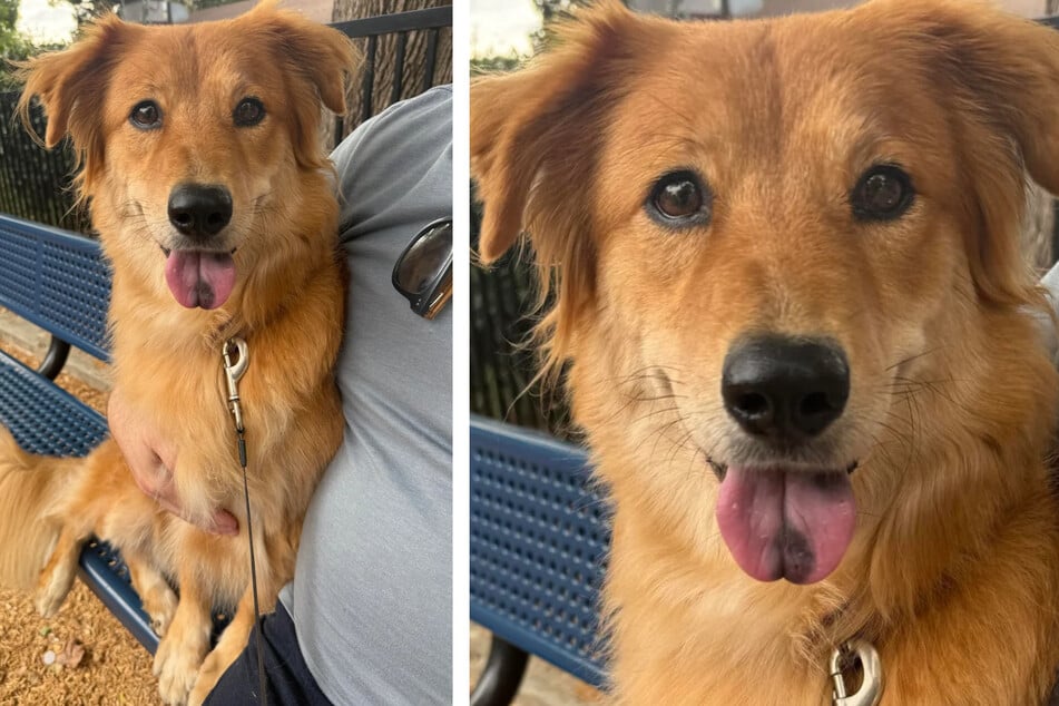 Statt ein reinrassiger Golden Retriever zu sein, stecken in der Hündin gleich mehrere - für ihre Besitzer unerwartete - Rassen.