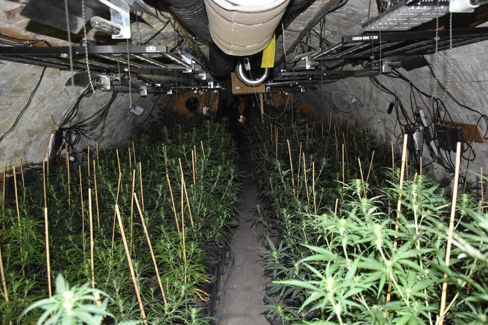 Monatelange Ermittlungen: Polizei findet riesige Cannabis-Plantage in Fledermausstollen