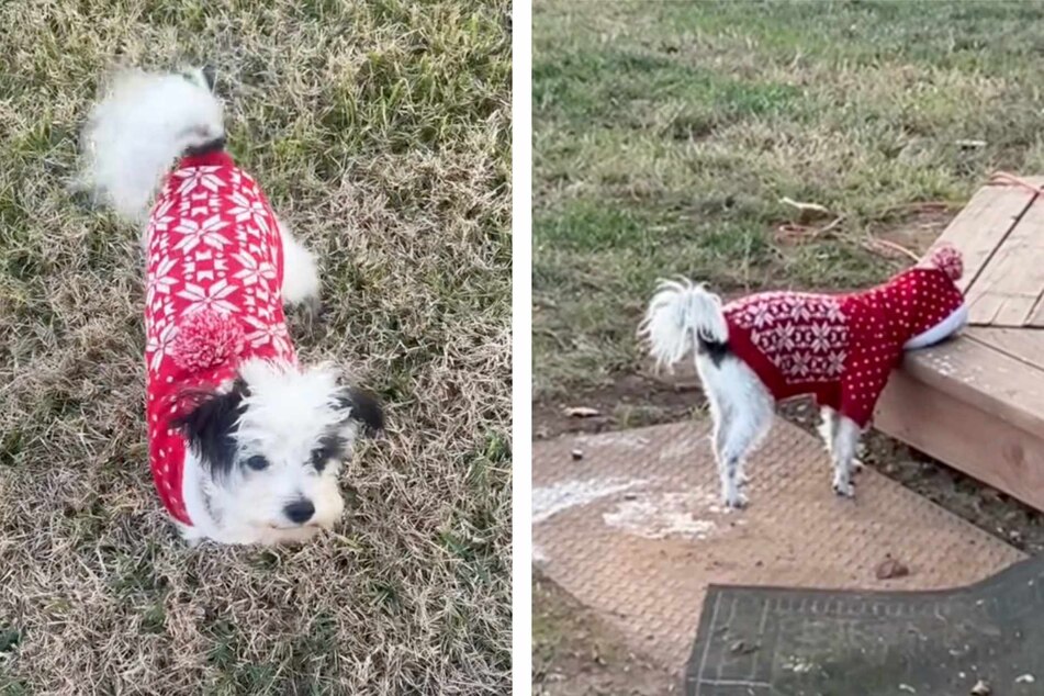 Wearing an ugly Christmas sweater is something of a rite of passage around the holidays, but this hilariously embarrassed dog is clearly not a fan of the seasonal fashion statement!