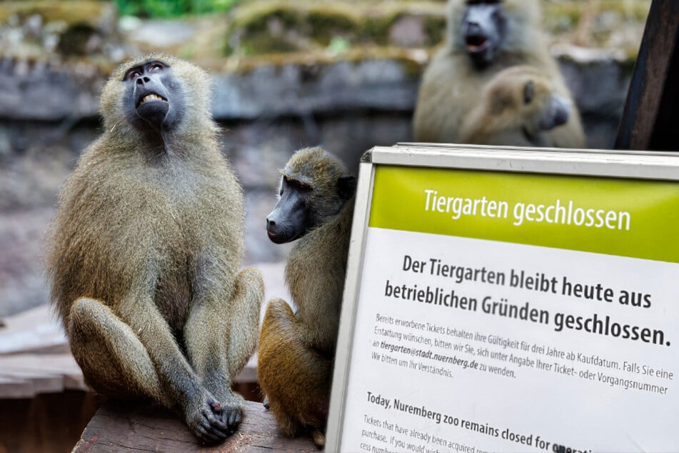 Affen-Tötung durchgeführt? Tiergarten schließt unter dubiosen Angaben