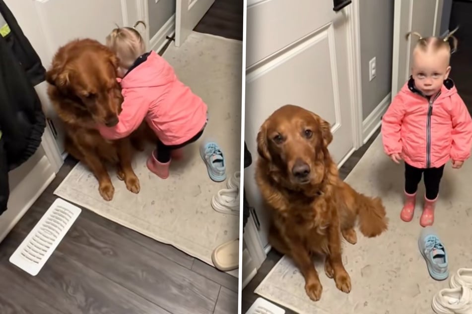 Golden Retriever Kobe und die kleine "Baby Sis" (2) sind schon immer ein Herz und eine Seele.
