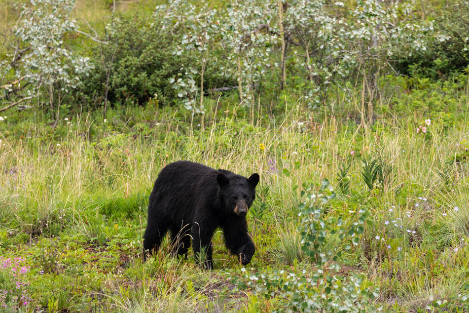 While on a jog, Evan encountered an American black bear, predators not to be trifled with (stock image).