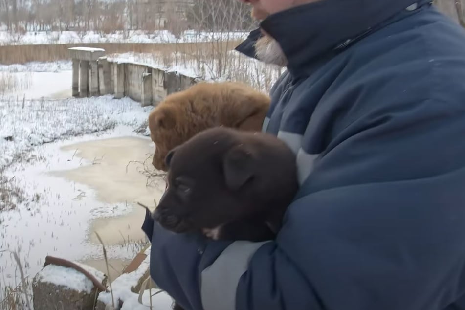 The puppies turned out to be very shy.