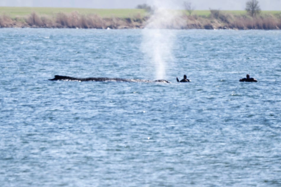 Sterbender Buckelwal in der Ostsee: Retter sind "am Ende ihrer Kräfte"