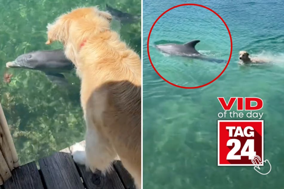 viral videos: Viral Video of the Day for July 8, 2024: Dog and dolphin go for a swim together!