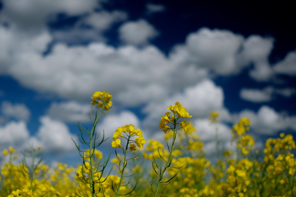 Ab Sonntag werden sich Sonne und Wolken durchsetzen...