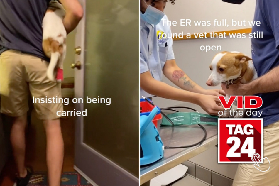 viral videos: Viral Video of the Day for September 15, 2023: Drama queen dog milks the tiniest injury