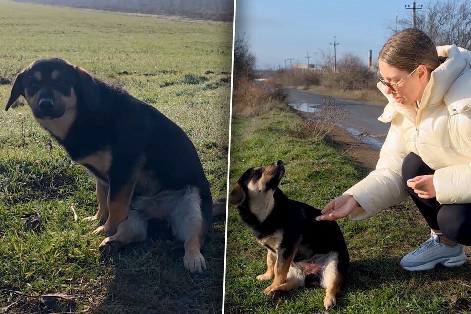 Hund sitzt seltsam an Straße: Als Frau ihn näher betrachtet, bricht ihr das Herz