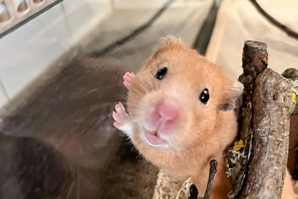 Hamstermädchen Neunchen hofft auf ein abwechslungsreiches Gehege.