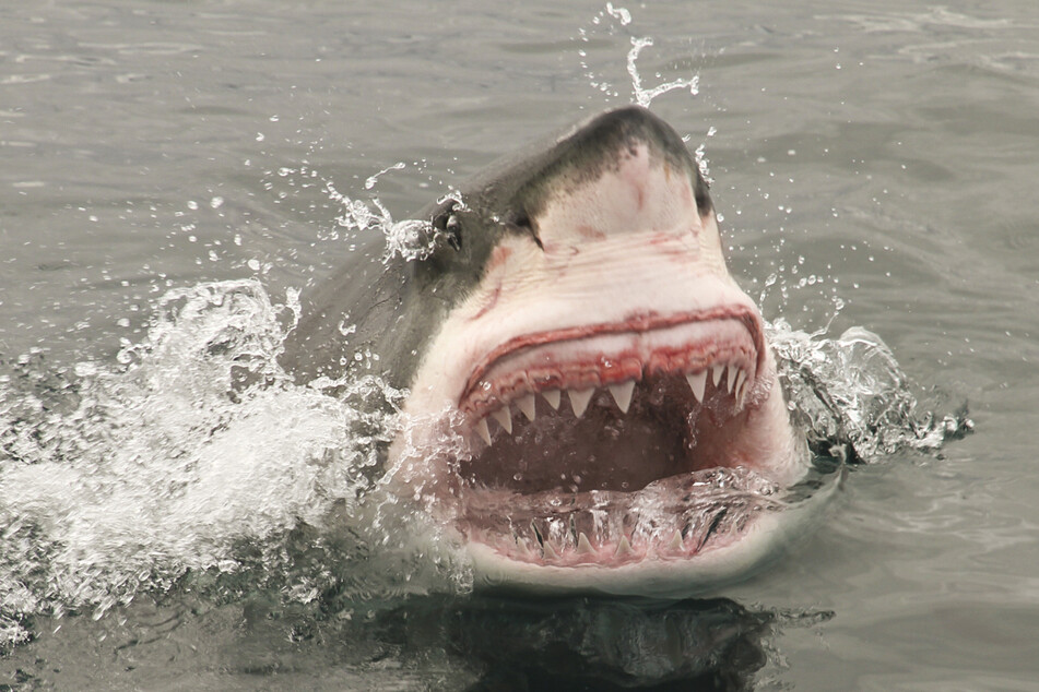 Ein Surfer hat sich mit einem Weißen Hai im Faustkampf angelegt - so cool muss man im Angesicht solch eines Ungeheuers erstmal reagieren.