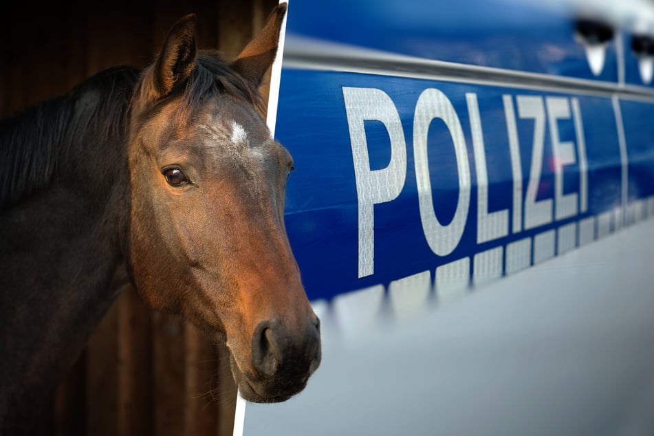 Polizei sucht Pferdequäler im Wartburgkreis