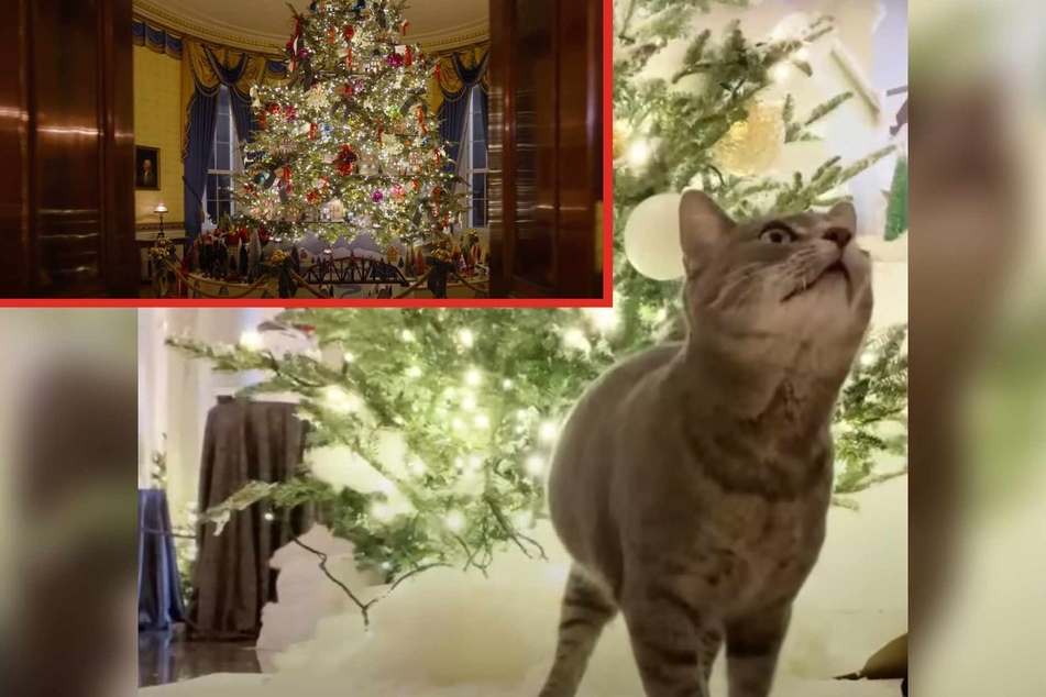 President Biden's cat Willow leads purrfect Christmas tour of the White House