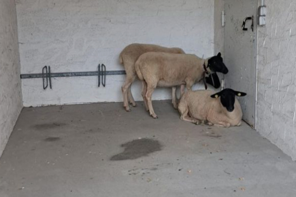 Zwischenzeitlich wurden die Schafe in einem Abstellraum untergebracht. Dann erklärte sich einer der kontaktierten Schäfer bereit, die Tiere bei sich unterzubringen, bis der Besitzer gefunden ist.