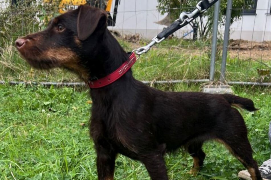 Das Tierheim Bergheim sucht für Luna erfahrene Hundehalter, die sie geistig und körperlich auslasten.