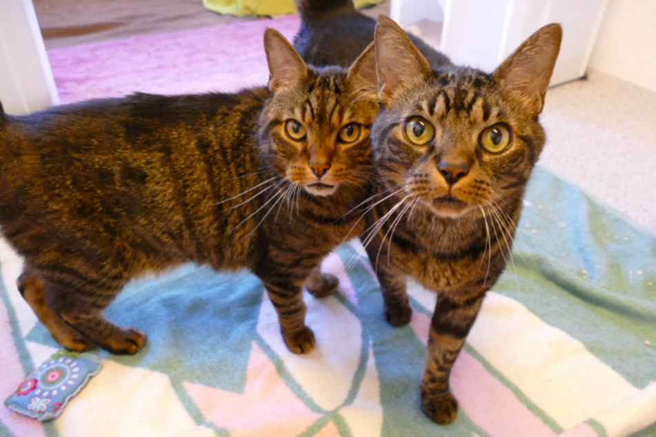 Die Kater Nero und Nelson.
