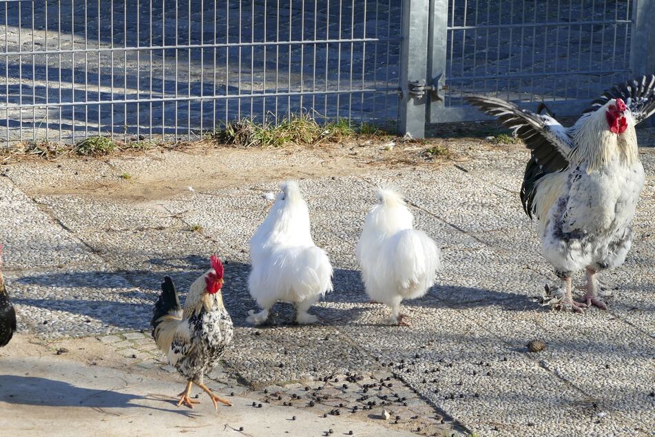 Brahma-Hahn Oschi (rechts) mit den anderen Hähnen der Gruppe.