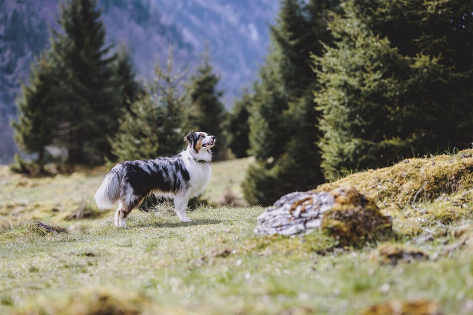 Australian shepherds are quite possibly the prettiest dogs in the world.