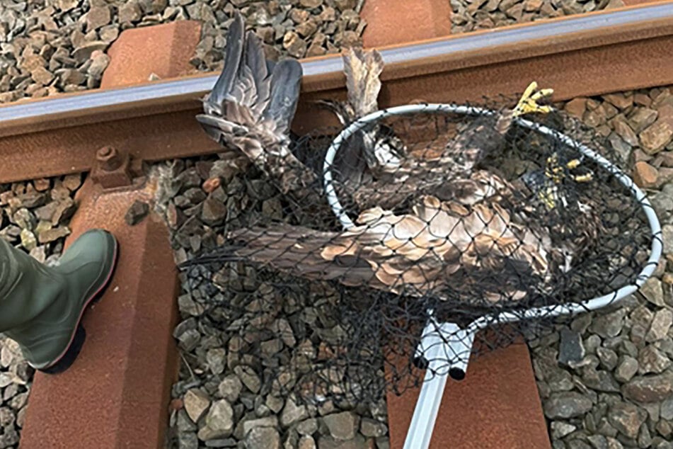Der Seeadler lag erschöpft in den Gleisen und musste gerettet werden.