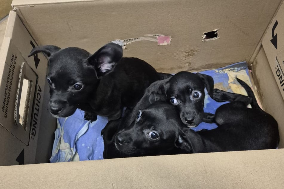 In Frankfurt wurden fünf Hundewelpen gefunden, die bei klirrender Kälte ausgesetzt wurden.