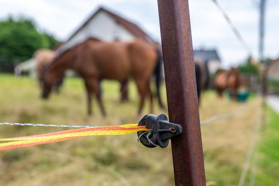Zwei Mädchen (11, 13) entführten zwei Pferde von einer Weide, schalteten zuvor den Elektrozaun aus.