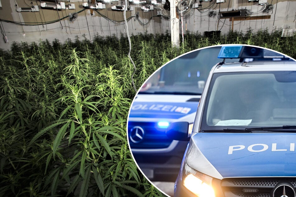 Bei einem länderübergreifenden Großeinsatz entdeckten Beamte zwei illegale Cannabisplantagen. (Symbolbild)