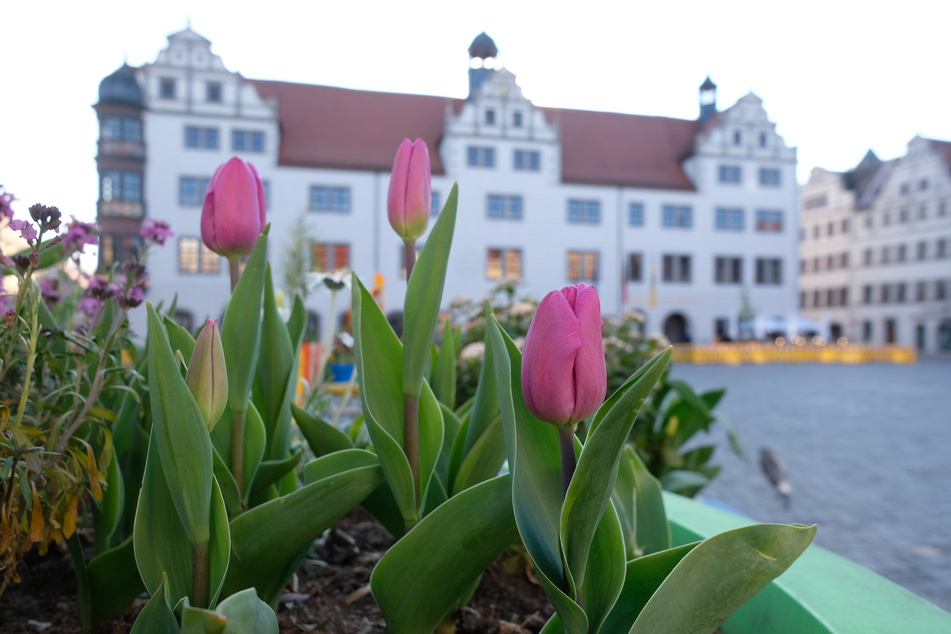 Landesgartenschau eröffnet in vier Tagen: Torgau voll im Endspurt-Stress!