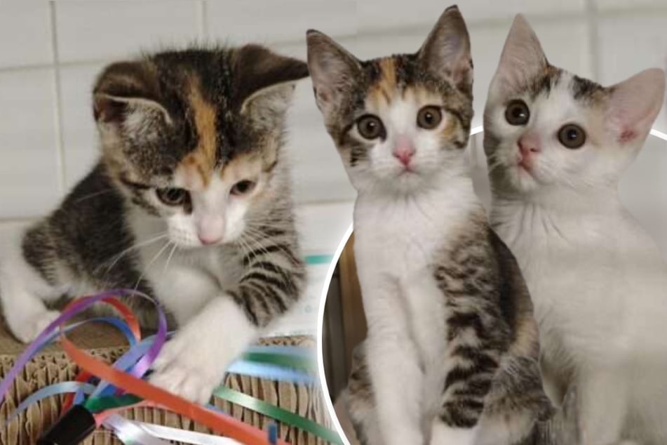 Süße Katzen-Schwestern im Tierheim: Betty und Bella wollen endlich zusammen umziehen