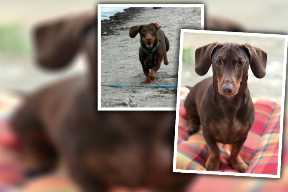 Dackelfreunde gesucht: Wann kann Henry in sein neues Zuhause wackeln