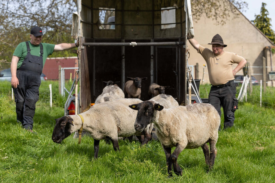 Roy Paul (l.) und Sebastian Hänsel (r.) lassen die Schafe auf den Weinberg der Seußlitzer Heinrichsburg.