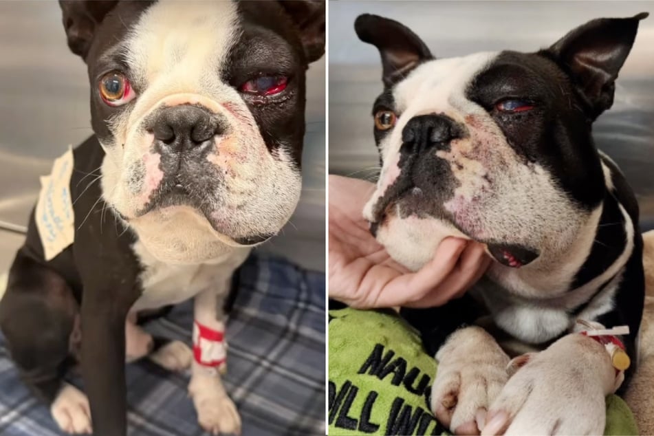 Der Boston-Terrier-Rüde Neville wollte bloß das Wetter genießen, als ihm plötzlich eine Schlange zum Verhängnis wurde.