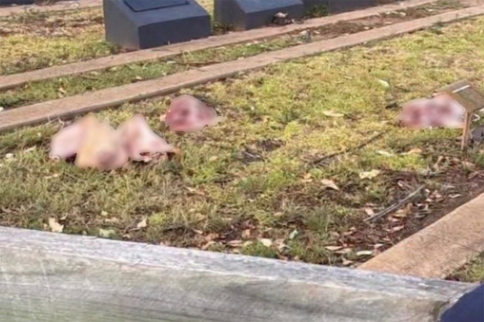 Die Schweineköpfe lagen verstreut auf den muslimischen Gräbern des Friedhofs.