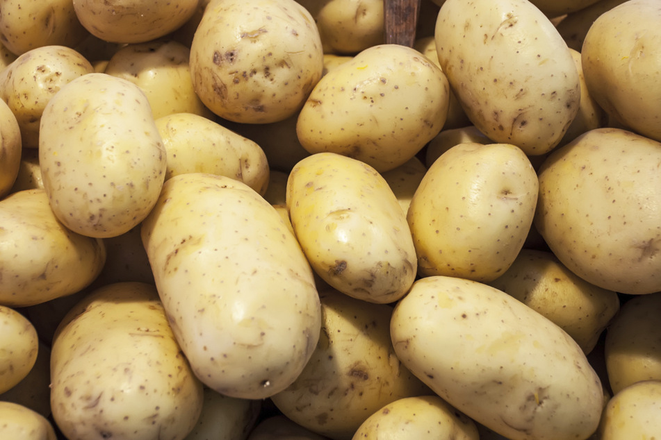 Die Kartoffel ist die Giftpflanze des Jahres 2022.