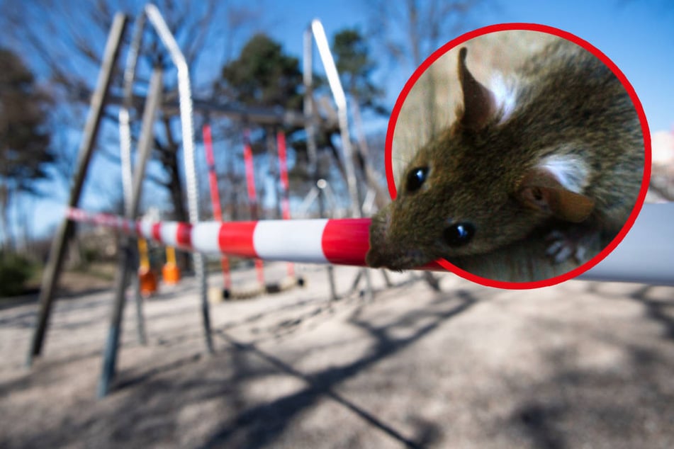 Berlin: Ratten-Alarm in Charlottenburg: Spielplatz vier bis sechs Wochen gesperrt